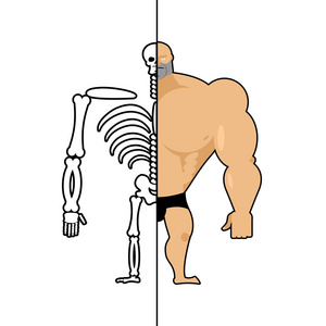 人类的结构。骨架的男人。建设的运动员。骨头