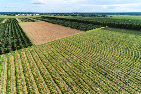 鸟瞰图果园机器等大的流程图春季开花苹果园全景图花园里的一排排树.