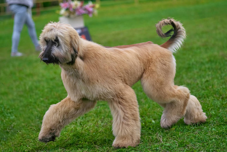 阿富汗猎犬优雅短毛狗特写照片