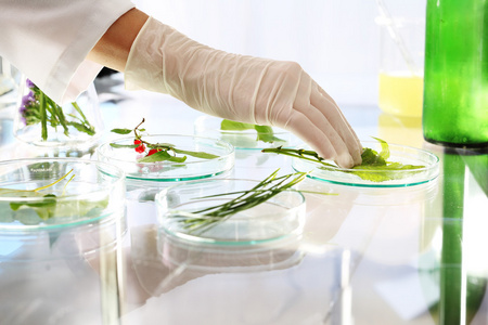 生物技术.植物实验室分析照片