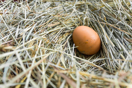 鸡窝图片