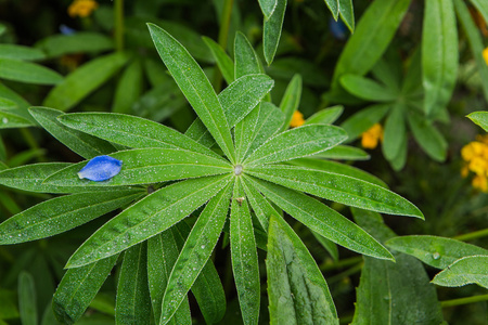 叶子上有露珠的花种