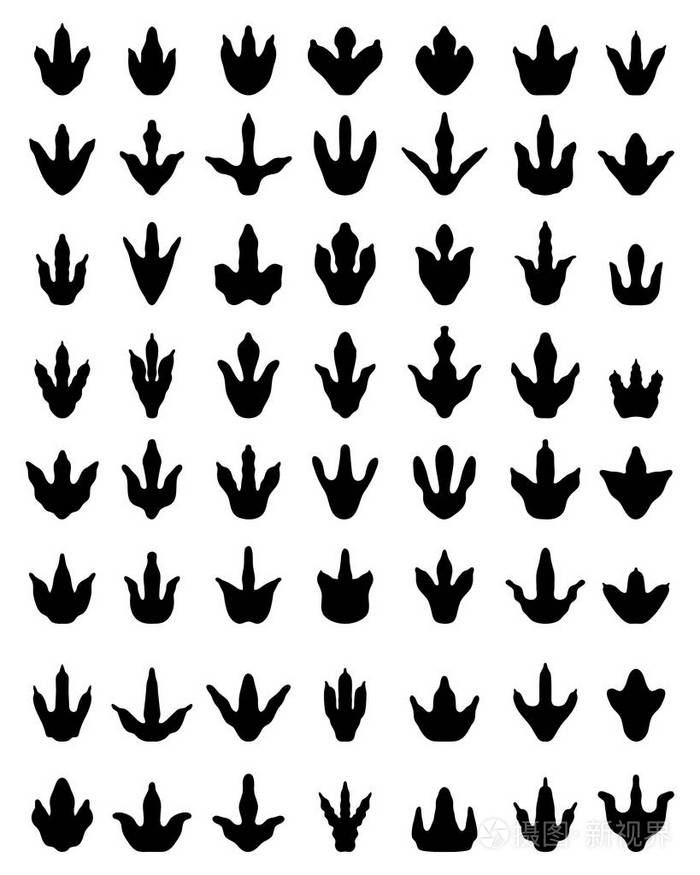 恐龙在白色背景上的黑色脚印