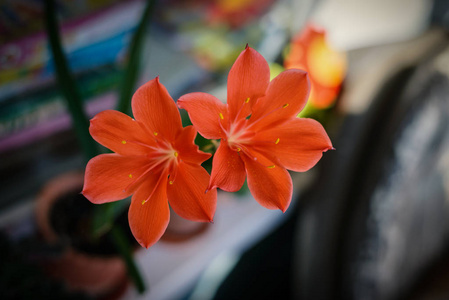 浅橙色系的橙百合花特写.具有浅景深的选择性聚焦照片