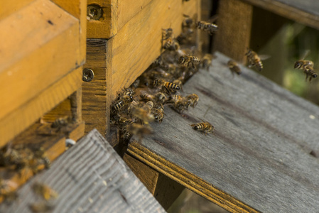 蜂蜜蜜蜂蜂巢飞在携带 pollum 工作