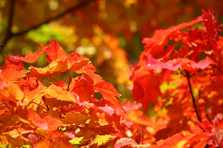 美丽的大自然背景的红色的秋枫树叶子密切了与副本空间
