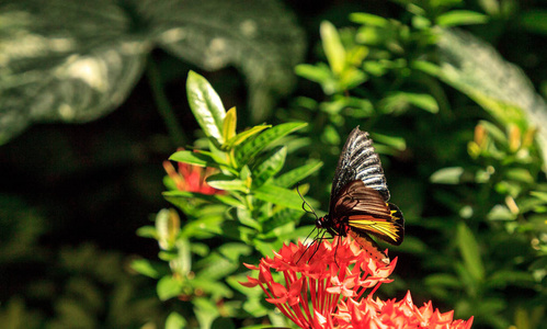 普通 Birdwing 蝴蝶 Troides 海伦娜在热带花园的花朵上传播其黑色和黄色的翅膀