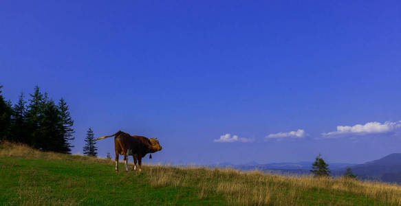 一座山上的年轻公牛对着蓝天