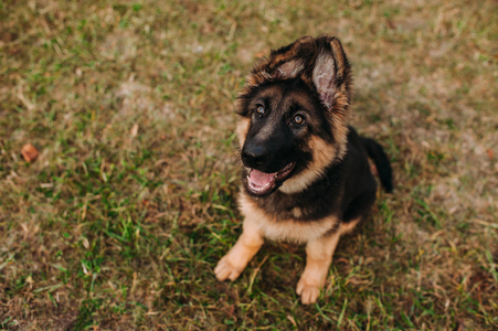 小狗德国牧羊犬图片