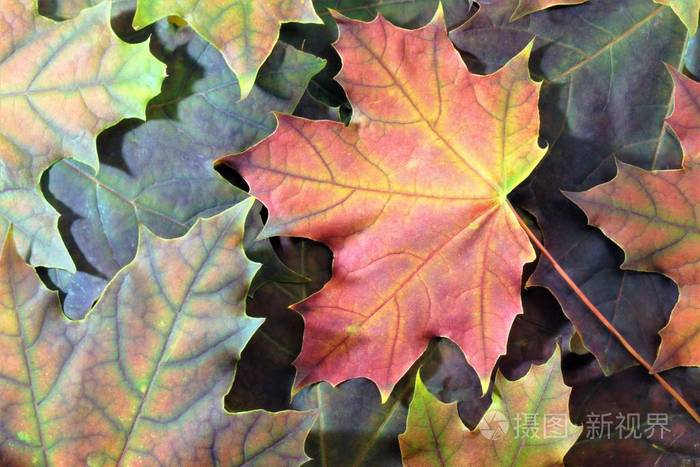 秋叶飘落, 颜色不同。美丽的秋天枫叶黄色, 红色, 绿色, 橙色, 棕色, 金色