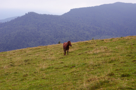 放牧对高寒草甸草地牧草匹棕色的马