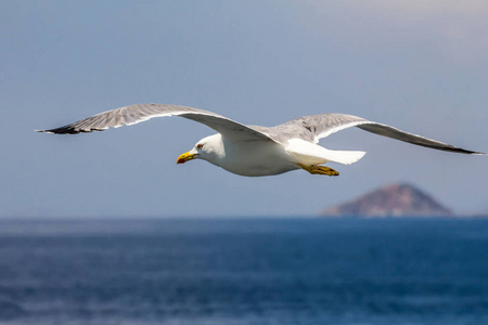 欧洲鲱鱼海鸥, 海鸥, 黑鸥 argentatus 在夏天沿爱琴海海岸在希腊雅典附近飞行