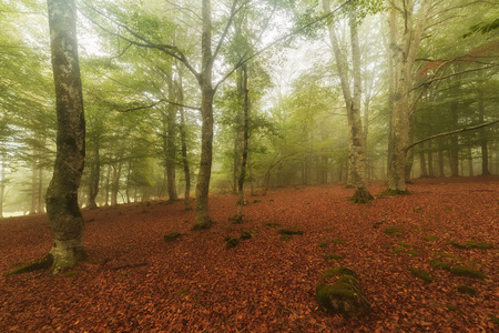 秋天是典型的秋日中飘渺的森林图片