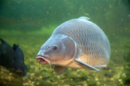 池塘鱼大, 美丽的鲤鱼漂浮在池塘里照片