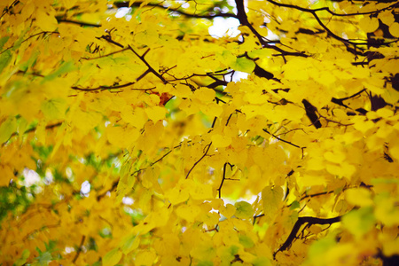 秋黄叶金黄椴树