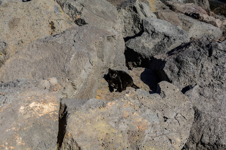 黑色凝灰岩背景下的黑猫