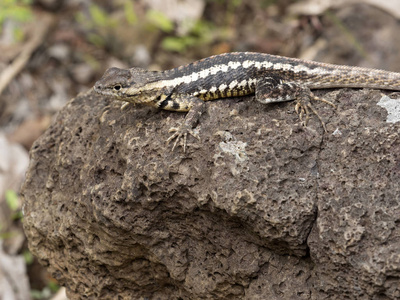 圣 Cristobal 熔岩蜥蜴, Microlophus bivittatus, 在石头上加热, san Cristobal