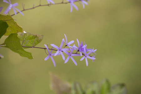 Petrea 的花朵, 背景模糊。美丽的皇后花环藤花在模糊的背景下