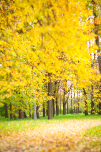 秋天森林风景与金黄叶子在树