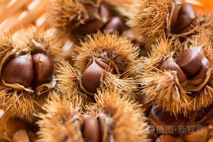 秋天的树生坚果