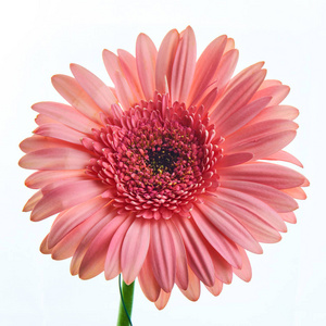 白色非洲菊图片