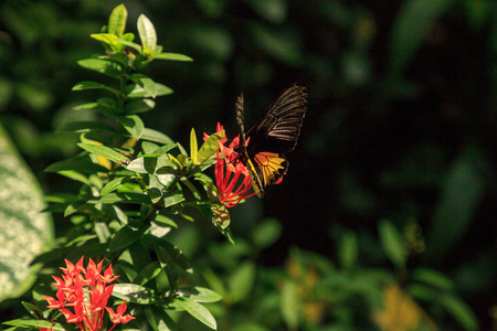 普通 Birdwing 蝴蝶 Troides 海伦娜在热带花园的花朵上传播其黑色和黄色的翅膀