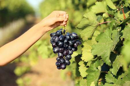 妇女抱着一群新鲜成熟的多汁葡萄在葡萄园, 特写