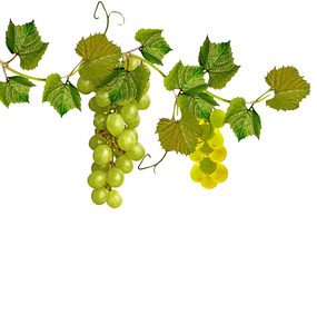 葡萄在白色背景上孤立的分支