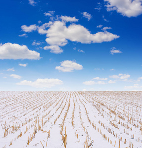 冬日积雪覆盖的农田照片