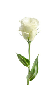 白色背景的单白玫瑰 洋花