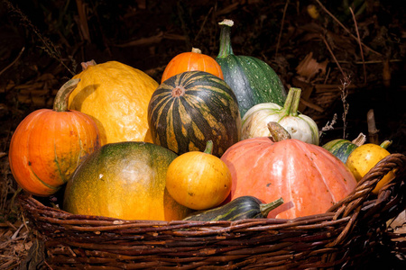 秋季收获南瓜和南瓜的不同品种