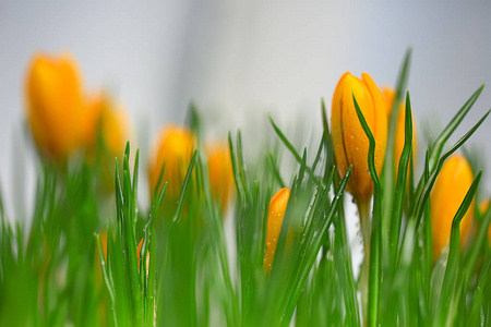 宏花瓣兰花背景夏季花卉背景, 花瓣纹理, 宏观细节