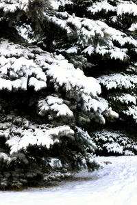 冬季森林景观阳光和雪