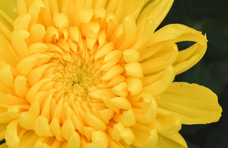 闭上鲜艳的黄花, 美丽的 Dendranthemum 花背景
