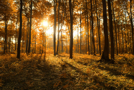 秋天森林里美丽的阳光在清晨照片