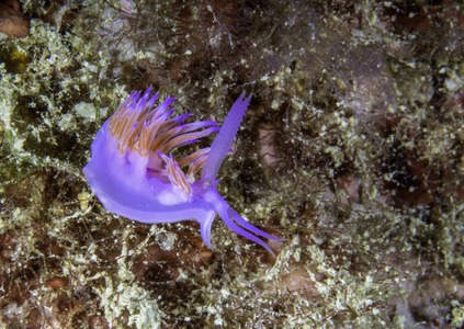 小 nudibranch, Flabellina 慈