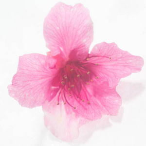 孤立在白色背景上的粉红花朵