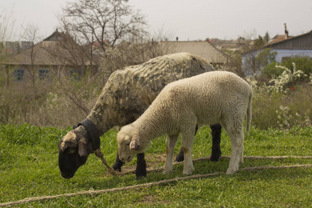 绵羊用皮带在草地上放牧。Strizhenoe 动物。牲畜在欧洲的村庄。羊羔与母亲, 在放牧