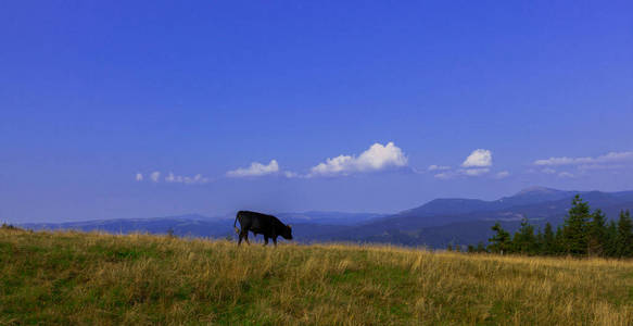 一座山上的年轻公牛对着蓝天