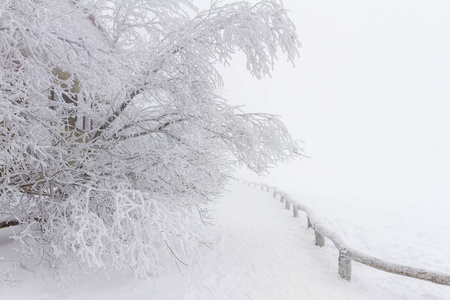 冬天的风景雪和霜冻覆盖的树木图片