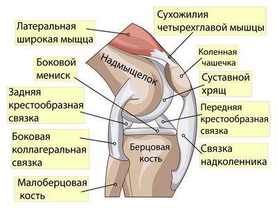 解剖。结构膝关节联合矢量