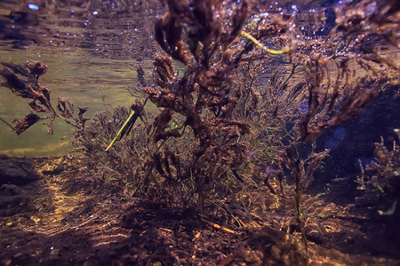 湖泊水下纹理, 水下照片淡水生态系统, 水纹理背景