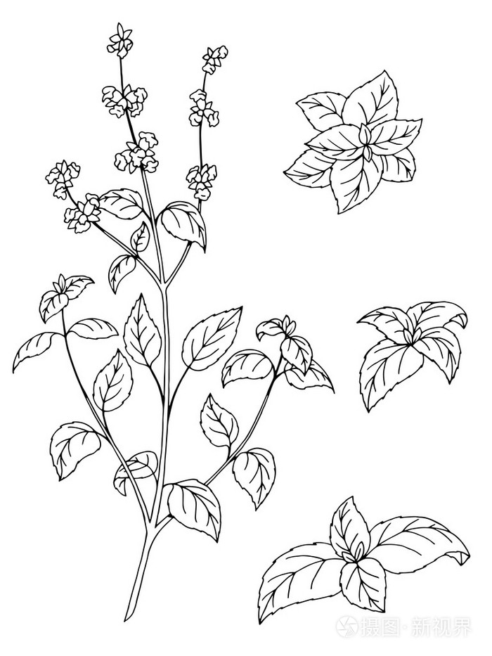 罗勒香草花图形艺术黑白色孤立的素描图矢量