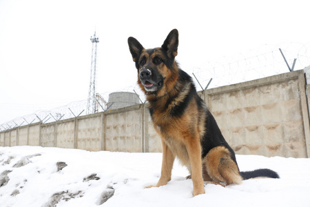 德国牧羊犬在冬天守着一个重要的对象