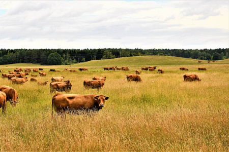 Shvitskaya 养殖奶牛是指动物的混合乳制品和肉类的方向。它在瑞士养殖并且分布在许多国家