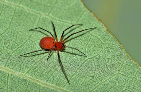 一只黑色尾红色的布织蜘蛛。他们之所以被称为, 是因为他们编织了一张干的网, 上面缠着线。猎物被线程拦截并被攻击在下面的表中