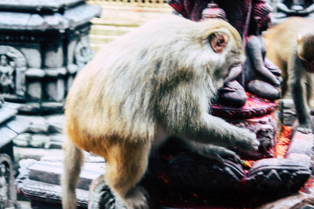 加德满都尼泊尔2018年8月23日晚上在加德满都 Swayambhunath 地区猴庙的猴子观