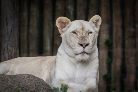 白狮子动画图片