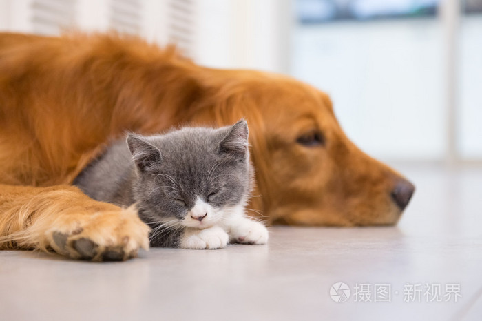狗和猫,室内拍摄拍摄