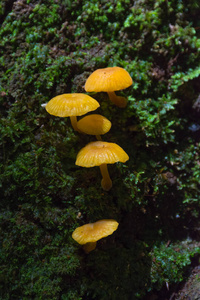 林中树上的蘑菇和苔藓